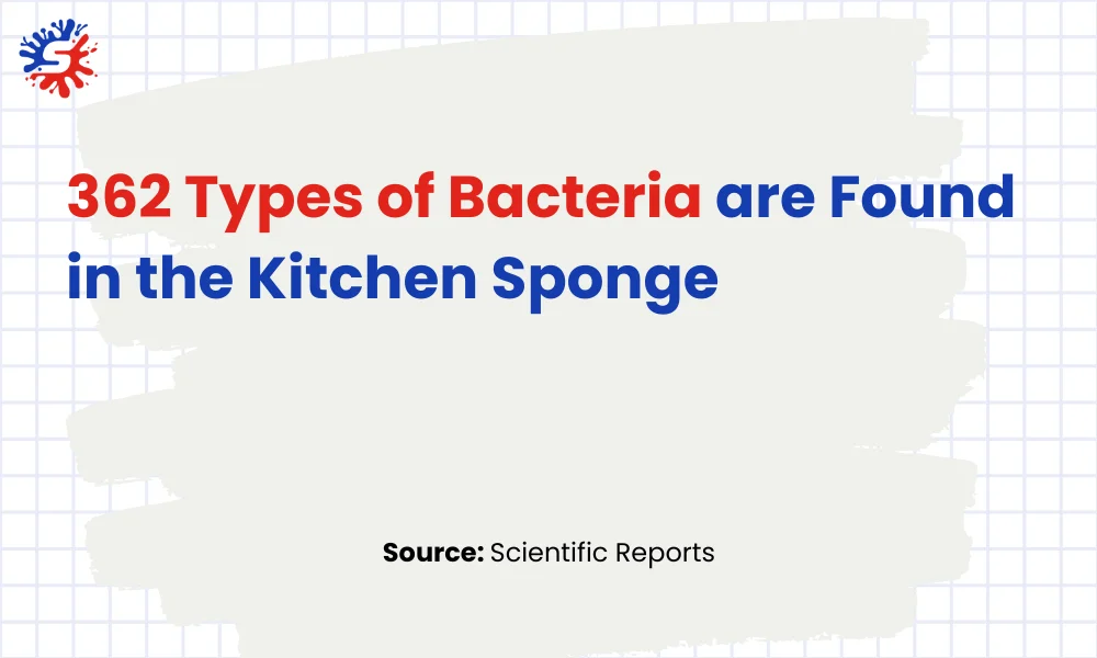 362 Types of Bacteria are Found in the Kitchen Sponge