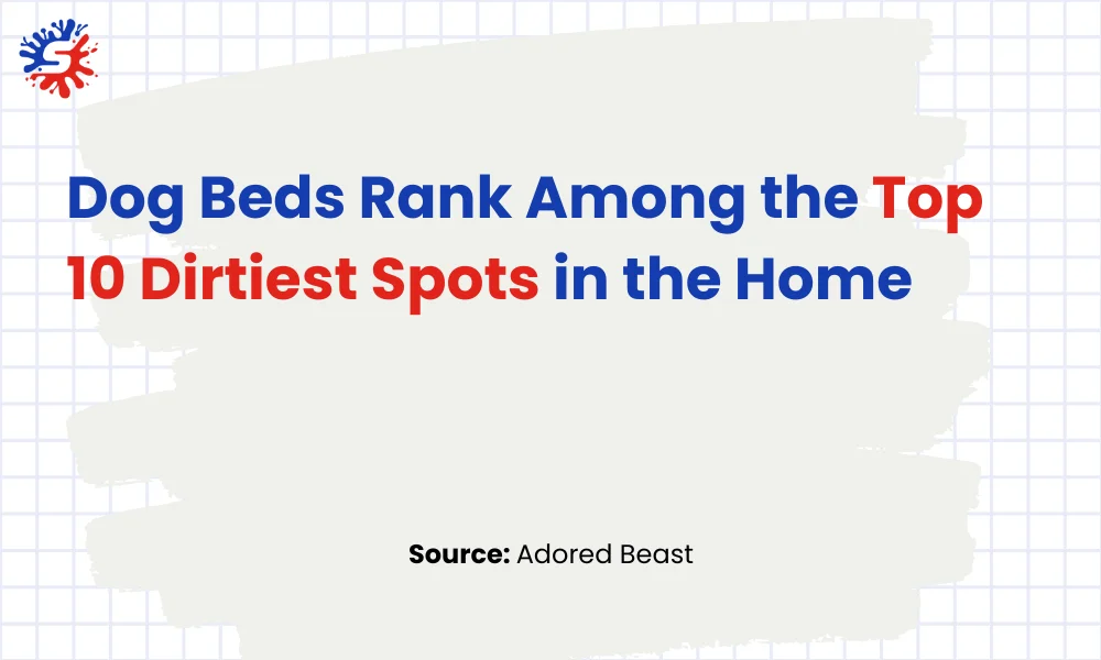 Dog Beds Rank Among the Top 10 Dirtiest Spots in the Home